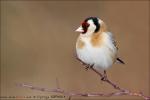 Tengelic (European Goldfinch)